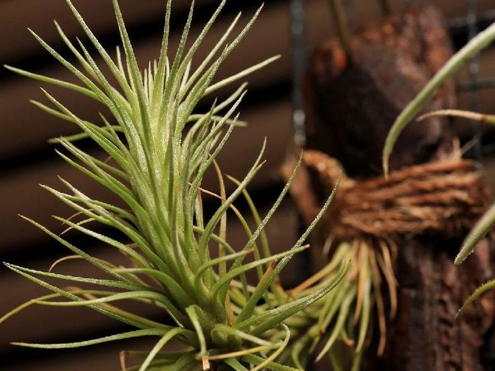 エアプランツ　チランジア