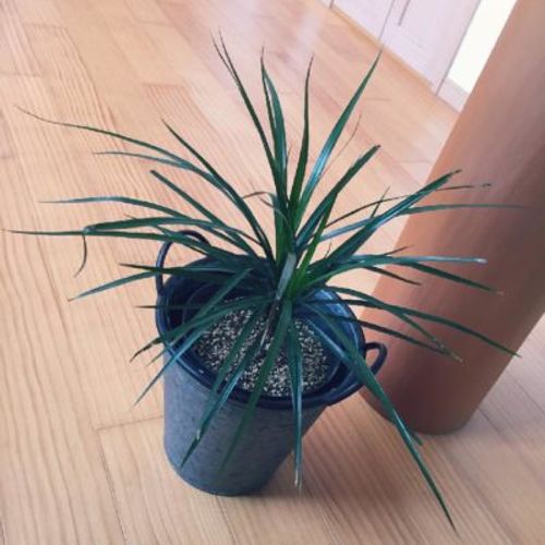 観葉植物ドラセナの中でも人気の高い コンシンネとは Greensnap グリーンスナップ 観葉植物ドラセナの中でも人気の高い コンシンネとは Greensnap グリーンスナップ