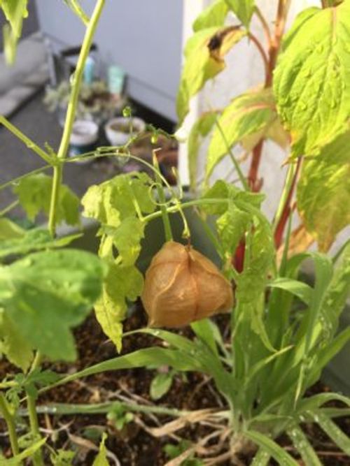 大きい観葉植物の処分方法とは Greensnap グリーンスナップ 大きい観葉植物の処分方法とは Greensnap グリーンスナップ