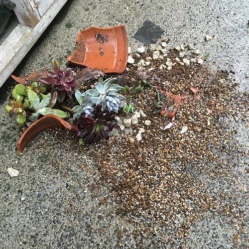 大きい観葉植物の処分方法とは Greensnap グリーンスナップ