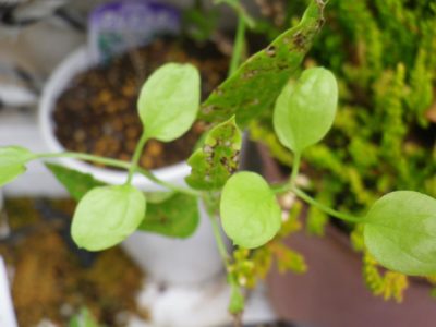 大きい観葉植物の処分方法とは Greensnap グリーンスナップ