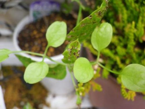 大きい観葉植物の処分方法とは Greensnap グリーンスナップ