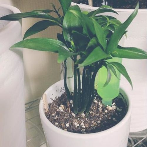 話題沸騰の観葉植物 ナギの育成方法をご紹介 Greensnap グリーンスナップ