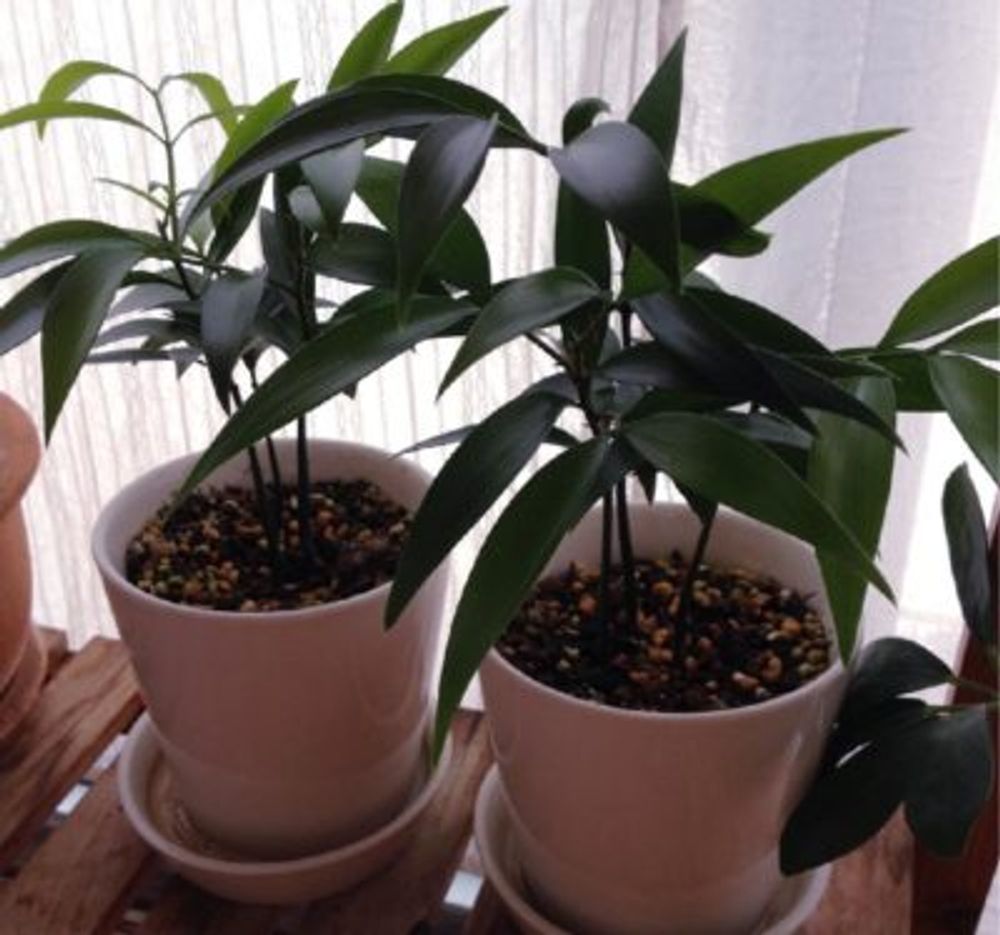 Photo by うさ吉さん@GreenSnap