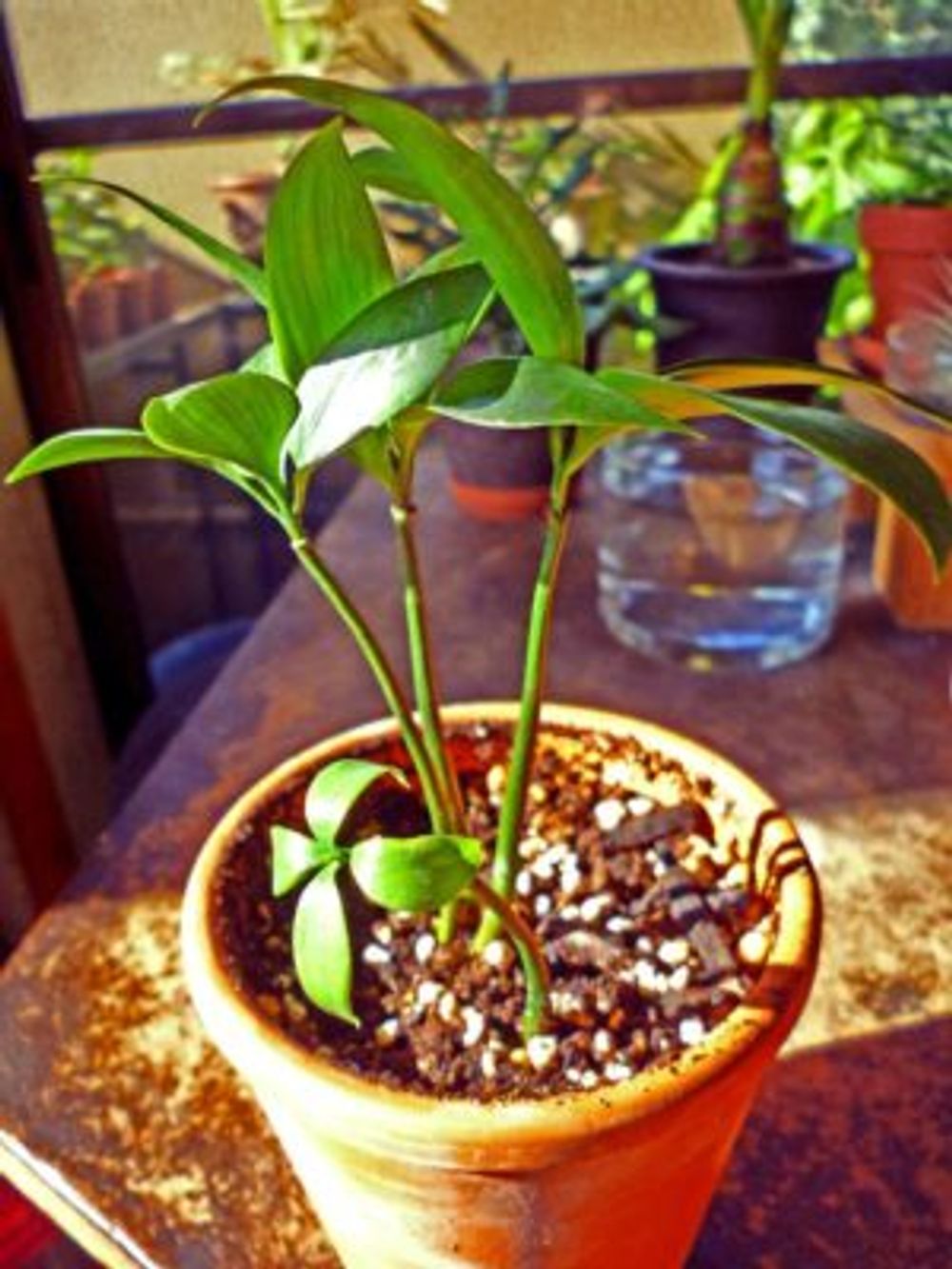 Photo by NEMOさん@GreenSnap 