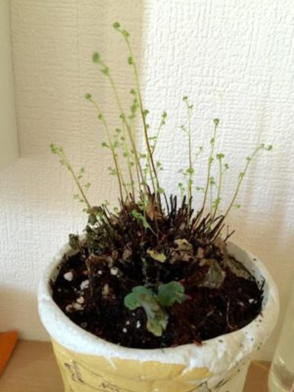 Photo by reiさん@GreenSnap