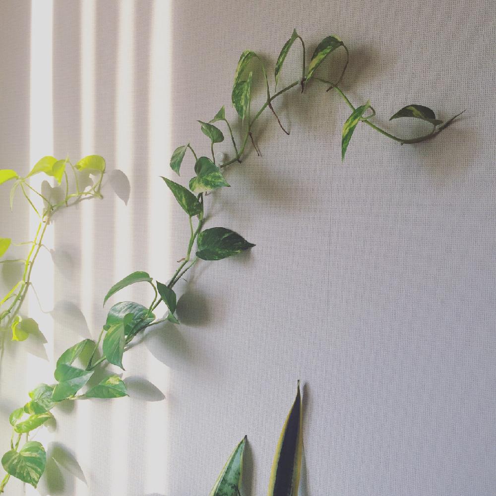 つる性の観葉植物にチャレンジ！｜🍀GreenSnap（グリーンスナップ）