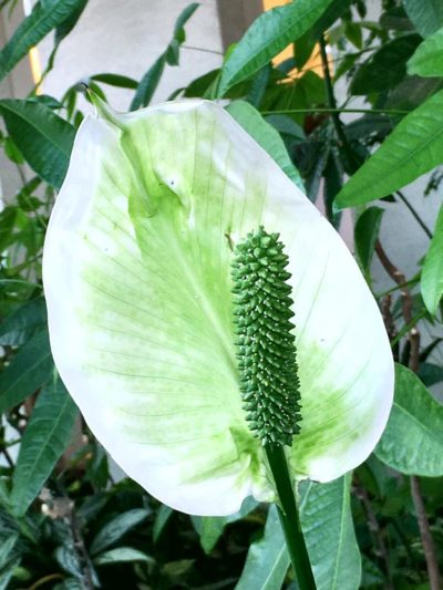 白い花を咲かせる観葉植物 スパティフィラムの育て方 Greensnap グリーンスナップ