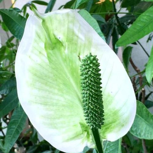 白い花を咲かせる観葉植物 スパティフィラムの育て方 Greensnap グリーンスナップ