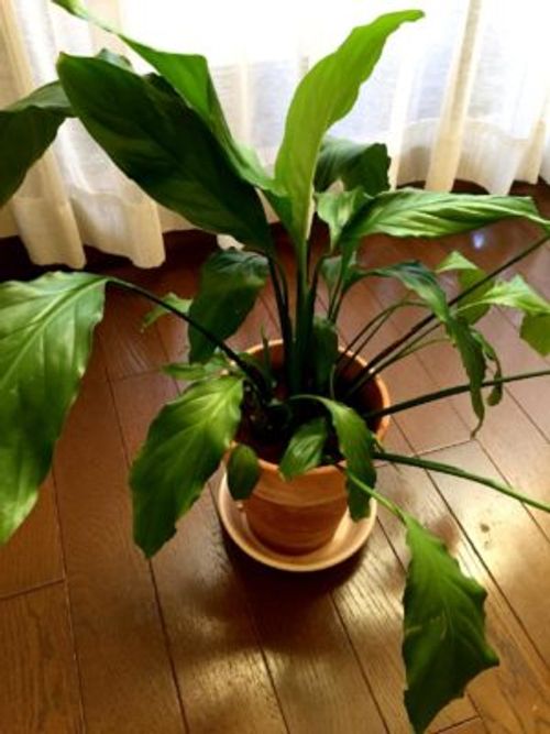 白い花を咲かせる観葉植物 スパティフィラムの育て方 Greensnap グリーンスナップ 白い花を咲かせる観葉植物 スパティフィラムの育て方 Greensnap グリーンスナップ