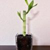 竹の観葉植物？ミリオンバンブーの育て方の画像