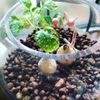 ハイドロカルチャーで楽しく観葉植物を育てよう！の画像