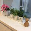 キッチンに置ける小さくかわいい観葉植物！の画像