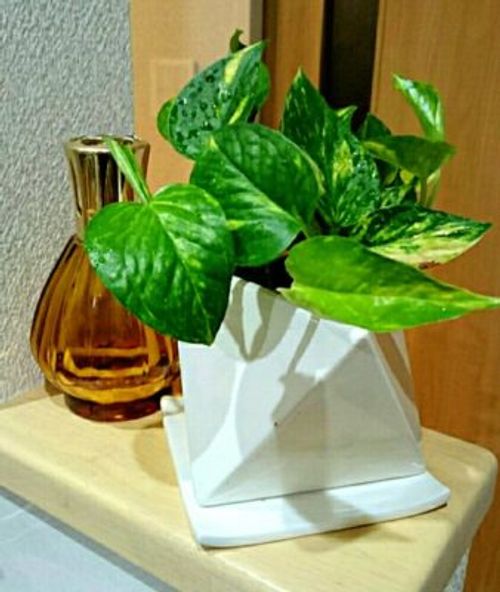 キッチンに置ける小さくかわいい観葉植物 Greensnap グリーンスナップ