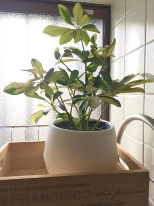 キッチンに置ける小さくかわいい観葉植物 Greensnap グリーンスナップ