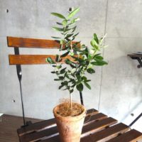 バオバブの育て方 種まきの時期や鉢植え 地植えの方法は Greensnap グリーンスナップ