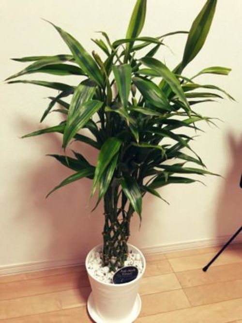 竹の観葉植物 ミリオンバンブーの育て方 Greensnap グリーンスナップ 竹の観葉植物 ミリオンバンブーの育て方 Greensnap グリーンスナップ