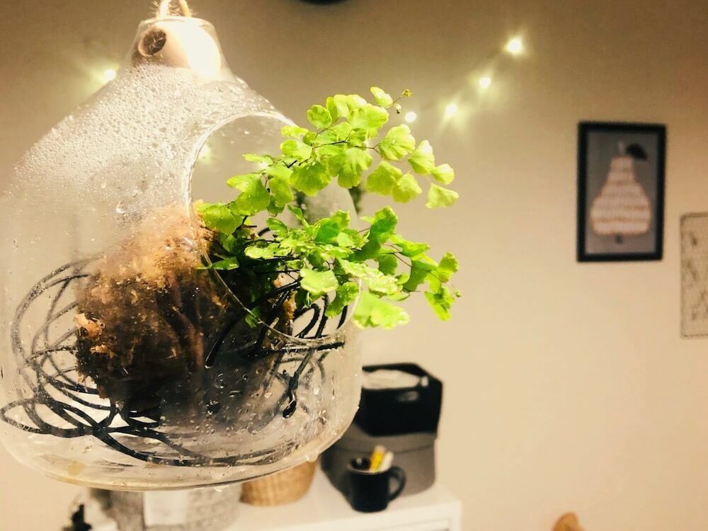 観葉植物　吊るす　アジアンタム