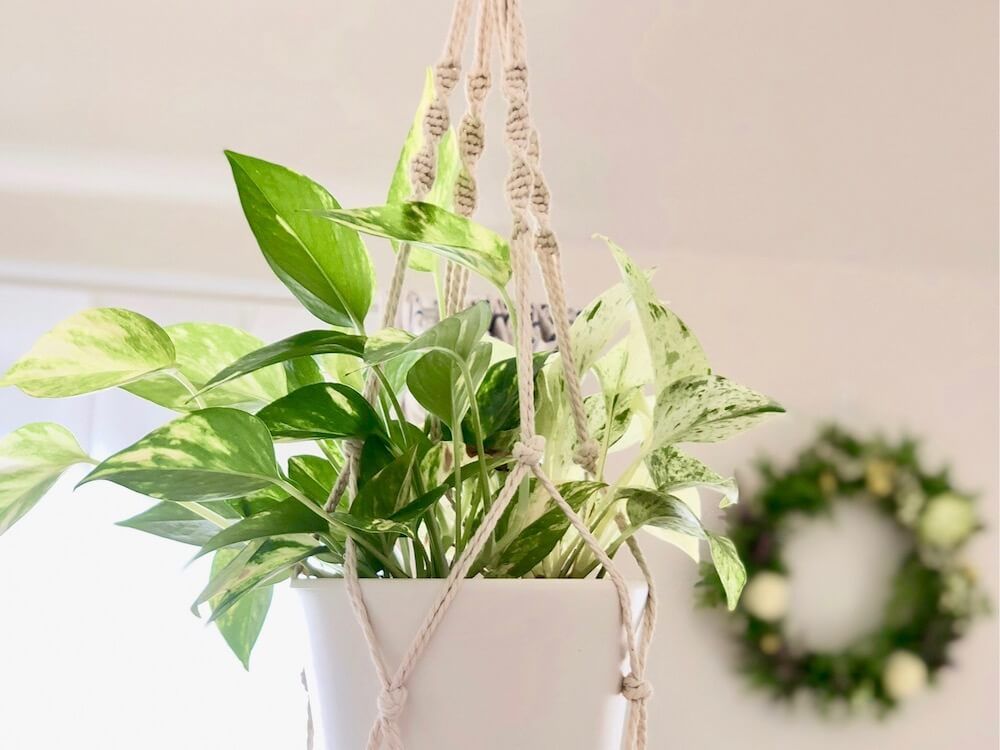 観葉植物　吊るす　ポトス
