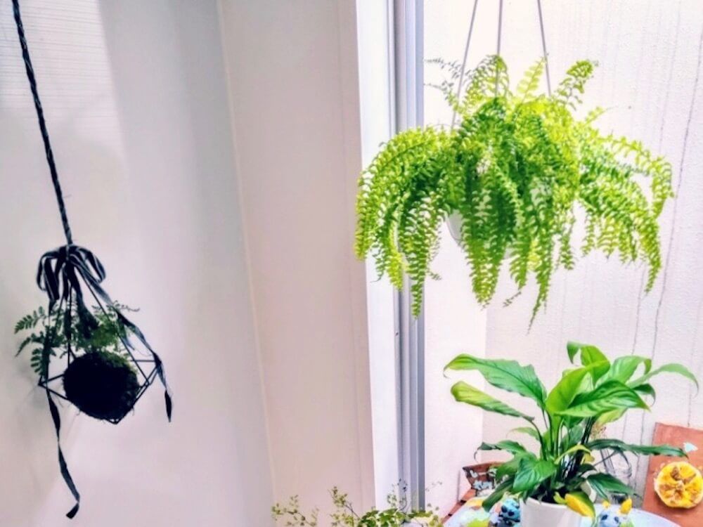 観葉植物　吊るす　アジアンタム