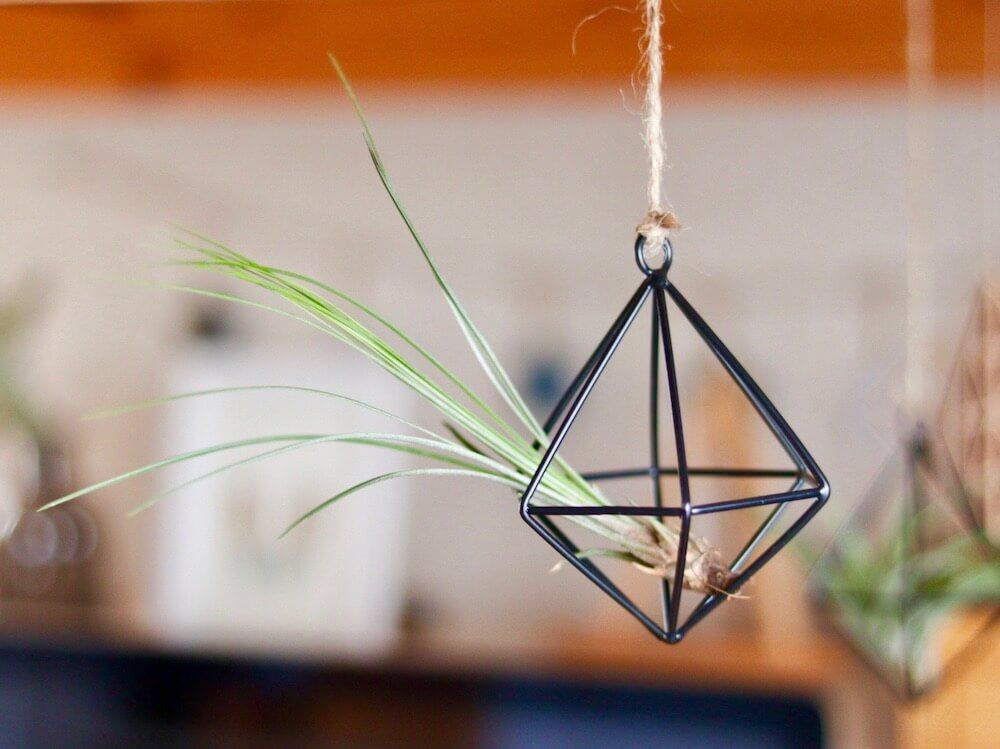 エアプランツ　チランジア　観葉植物　吊るす