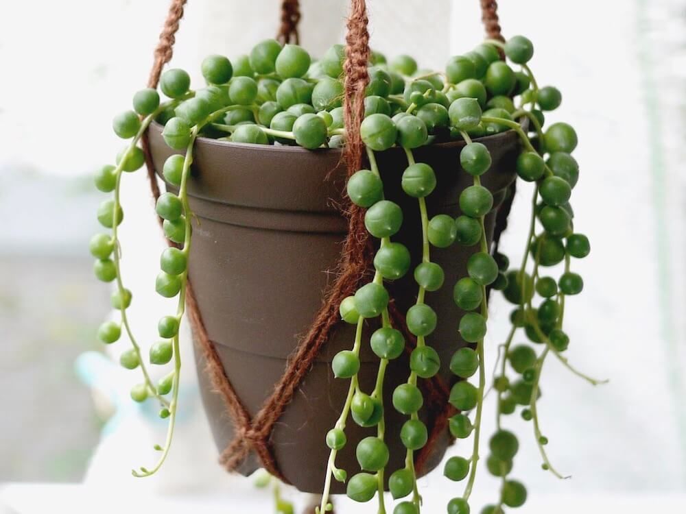 観葉植物　吊るす　グリーンネックレス