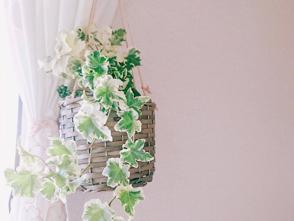 観葉植物　吊るす　アイビー