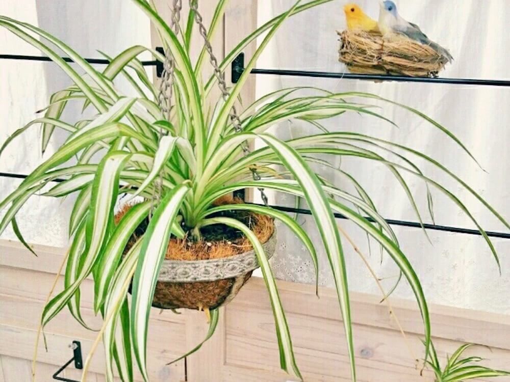 観葉植物　吊るす　オリヅルラン