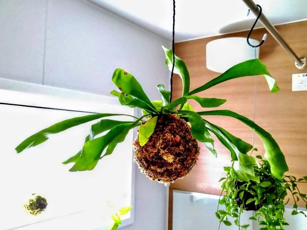 観葉植物　吊るす　ビカクシダ