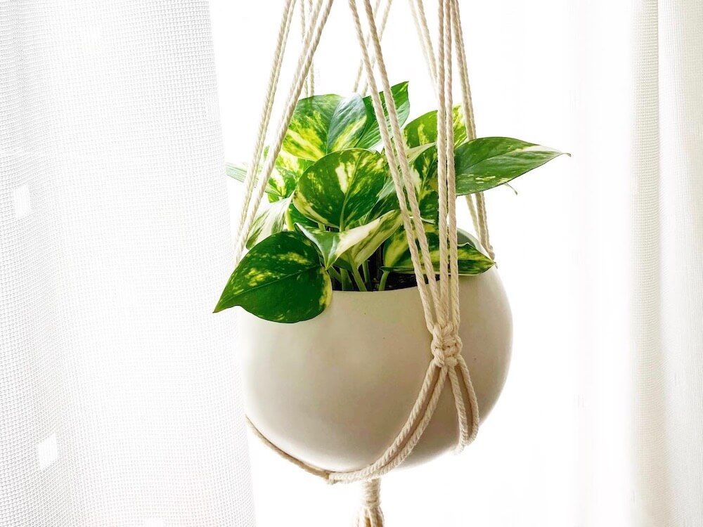 観葉植物　吊るす　ポトス