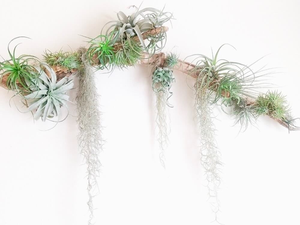 エアプランツ　チランジア　観葉植物　吊るす