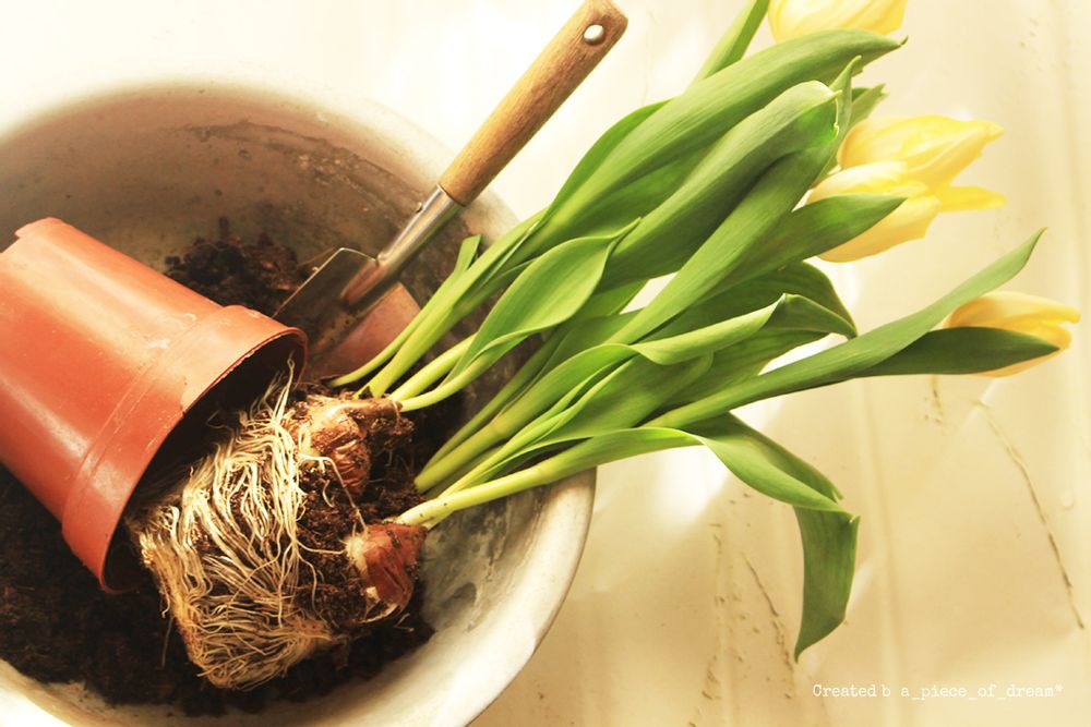 a_piece_of_dream290106-1