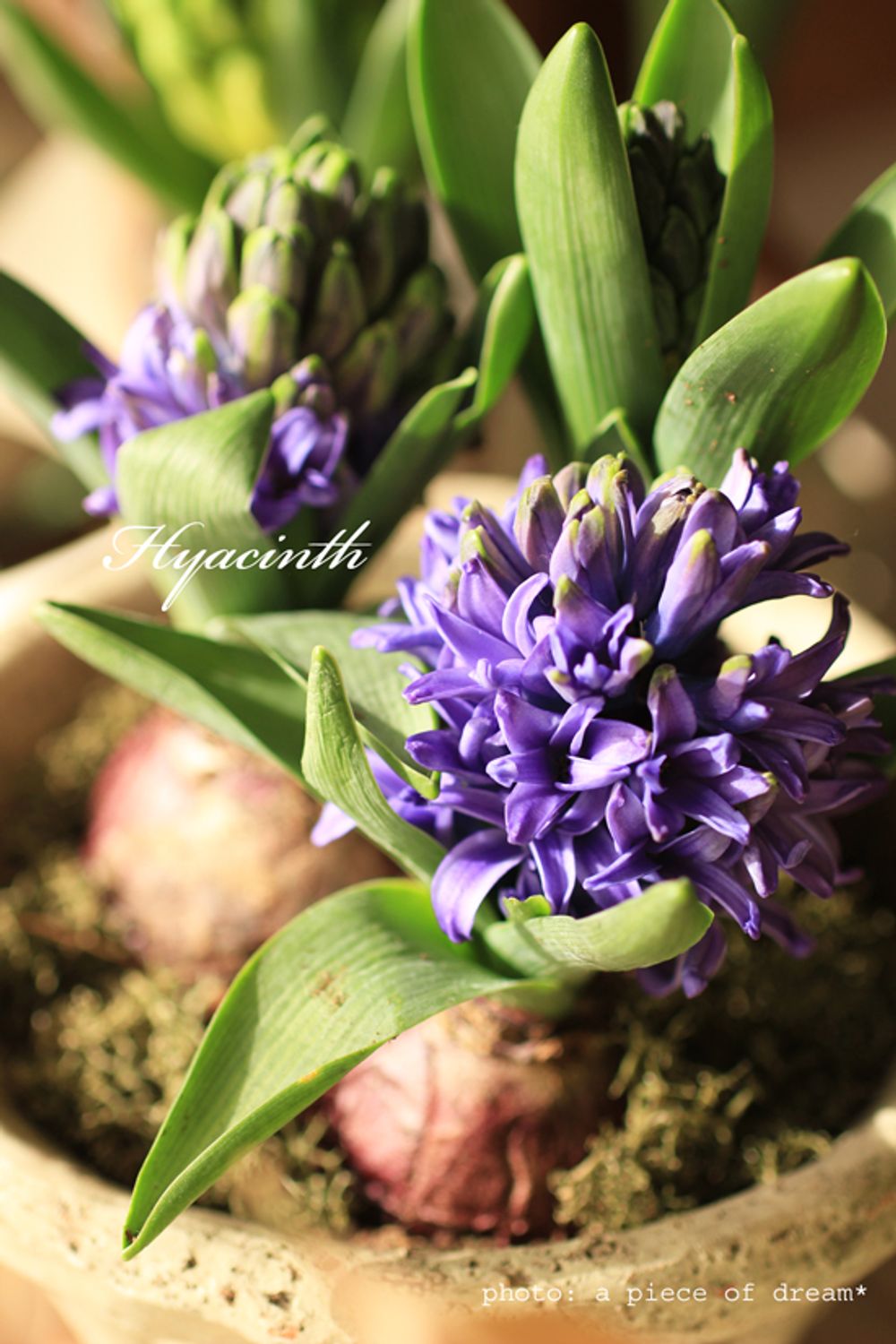 a_piece_of_dream290106-6