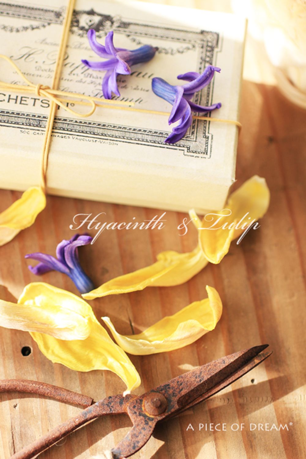 a_piece_of_dream290106-8