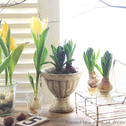 土付き芽だし球根で ヒヤシンス 水栽培はじめませんか Greensnap グリーンスナップ