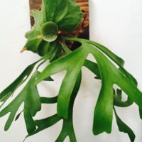 壁掛けの観葉植物の4つのタイプ!の画像