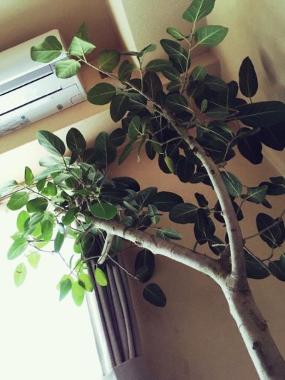 ベンガルゴムの木の育て方 特徴や飾り方もご紹介 Greensnap グリーンスナップ