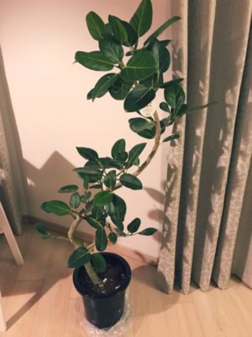 Photo by makikomakiさん@GreenSnap