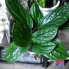 観賞植物を選ぶならこれ！おすすめの観賞植物の画像
