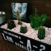 100均で安い観葉植物を手に入れよう！の画像