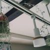 インテリアとして人気の観葉植物をもっと素敵に楽しむ方法！の画像