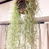 エアプランツの仲間　チランジア・ウスネオイデスをご紹介！の画像