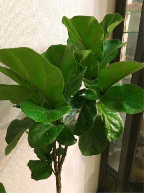 ゴムの仲間 葉が大きな観葉植物 カシワバゴム Greensnap グリーンスナップ