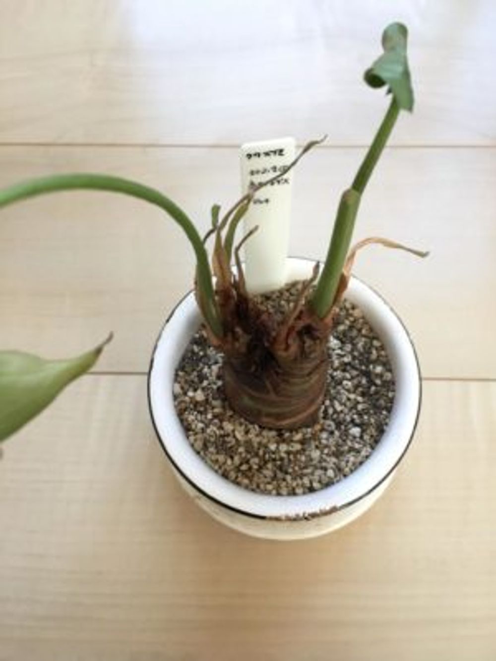 Photo by ちいさん@GreenSnap