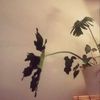 インテリアに最適！？人気ランキング上位の観葉植物3選の画像