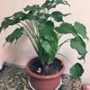 リビングに置きたい観葉植物3選の画像