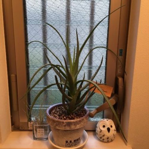 空気を清浄してくれる 環境に優しい観葉植物3選 Greensnap グリーンスナップ