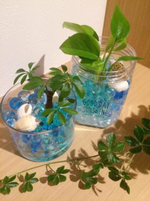 部屋の中では気になります 土を使わず育てる観葉植物 Greensnap グリーンスナップ