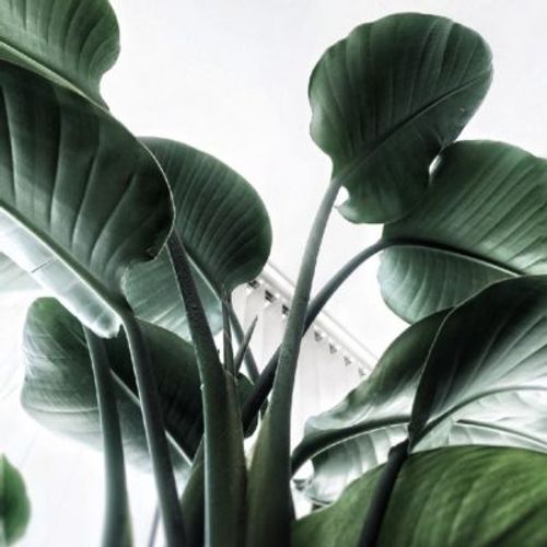オーガスタなど トロピカル系の観葉植物をご紹介 Greensnap グリーンスナップ