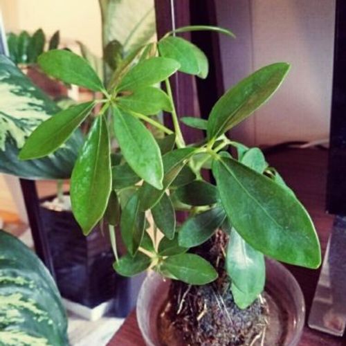 室内で育てられる大型の観葉植物 Greensnap グリーンスナップ